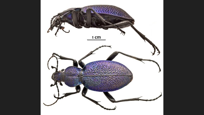 Otkrivena nova vrsta trčuljka